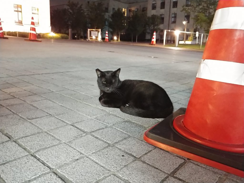 ボスっぽい表情の黒猫ちゃん😼