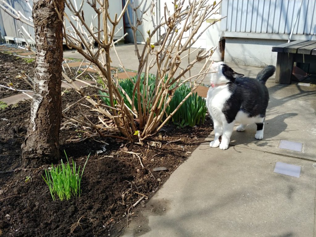 庭でニャンちゃんに見向きもされないネコ草